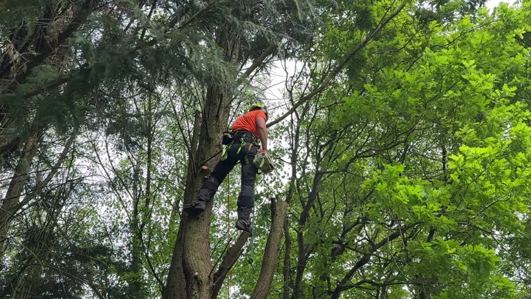 How Our Tree Care Process Works  in  Beaver Dam Lake, NY